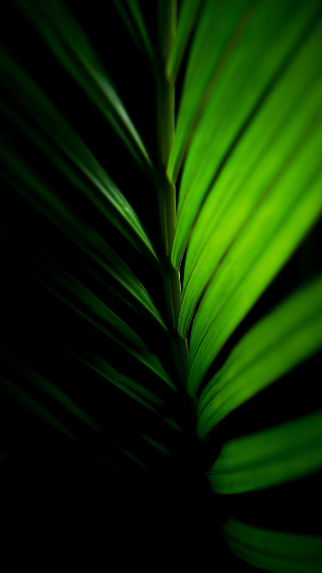Palm Leaf Wallpaper Palm leaf wallpaper 1080x1920