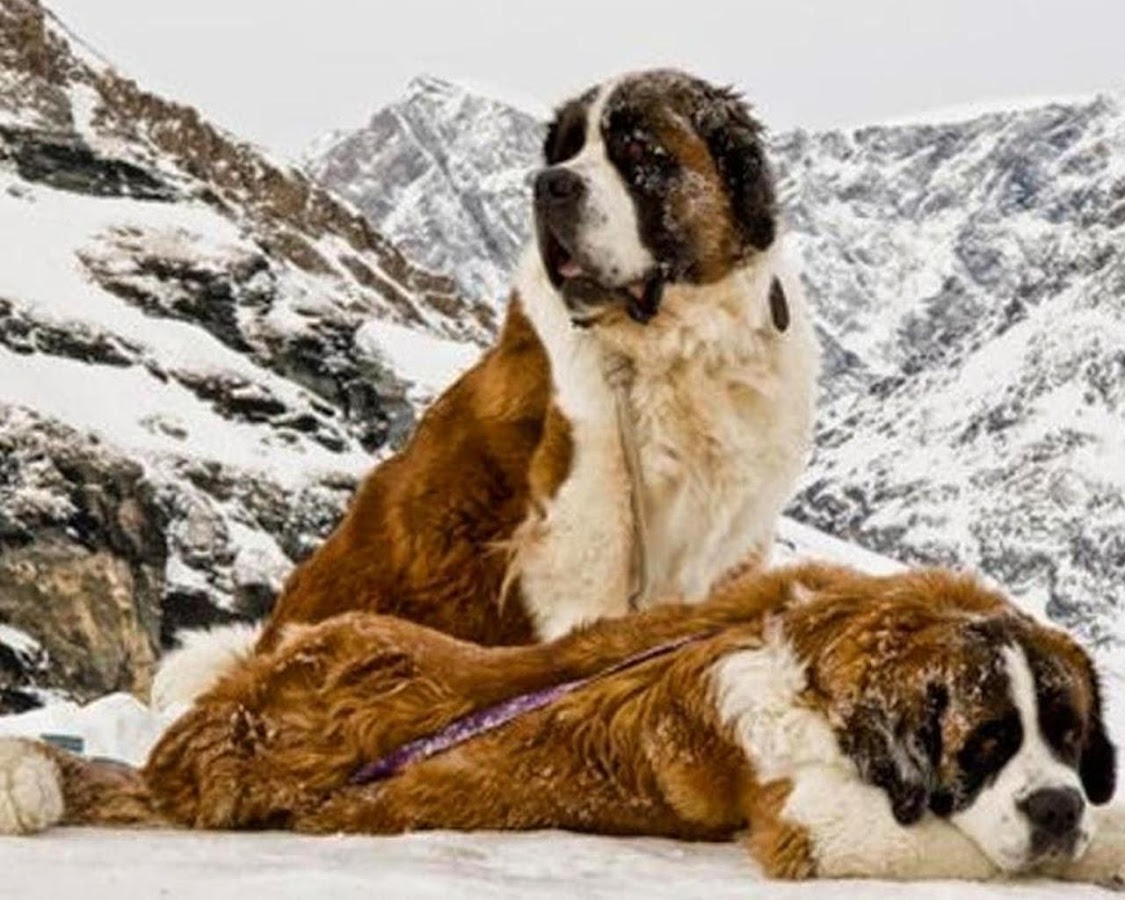 St Bernard HD Pictures Wallpap Android Apps On Google Play