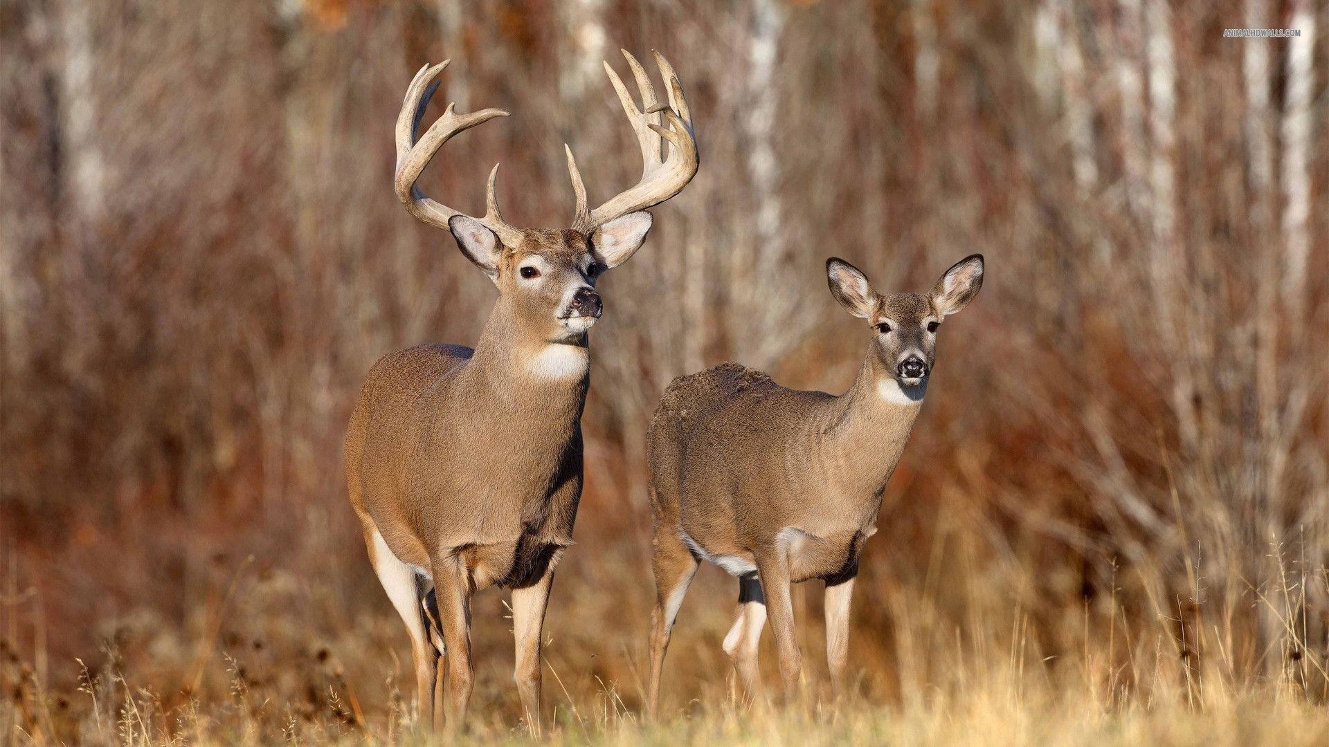 Whitetail Deer Desktop Background Image
