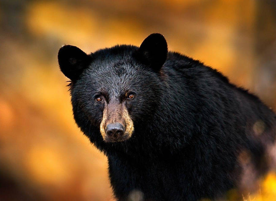 Black Bear Wallpaper