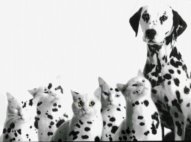 Dalmatian Dog Wallpaper Animals Species
