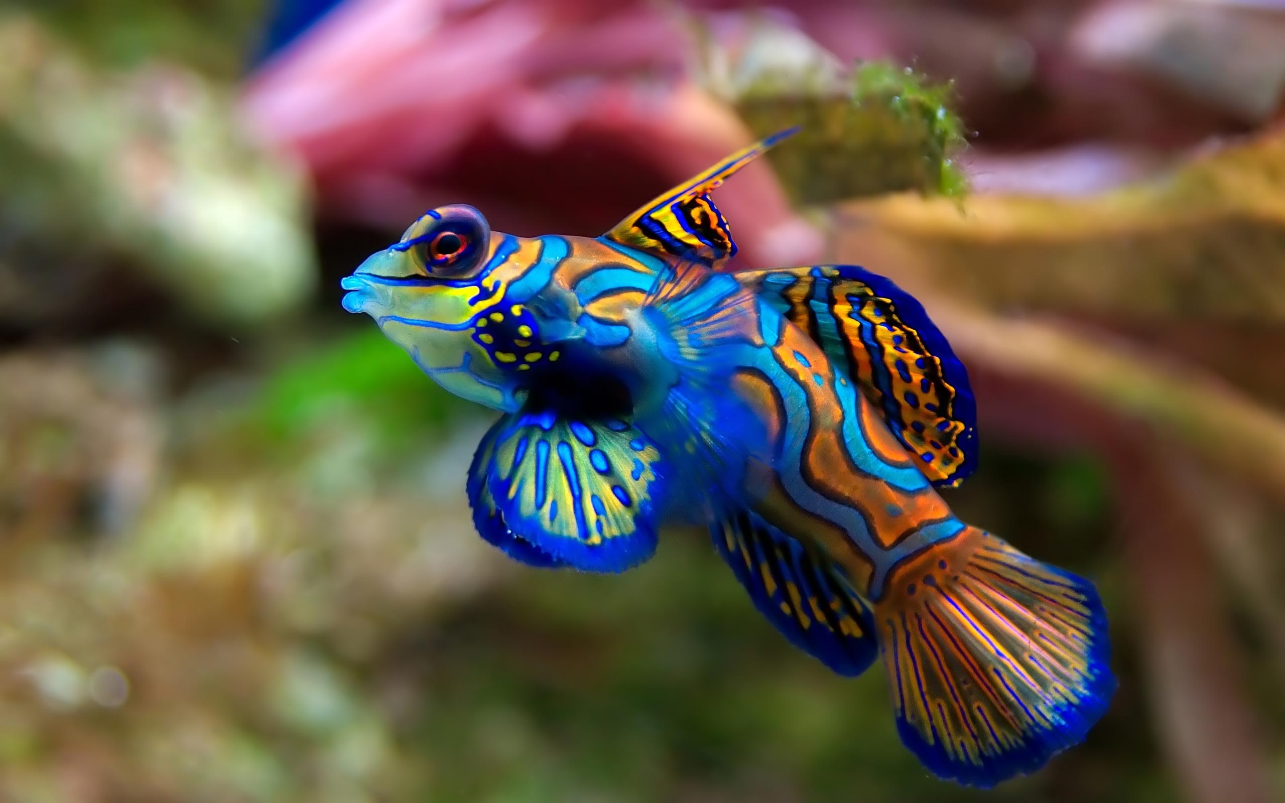 Mandarin Fish Saltwater Aquarium Desktop Wallpaper HD