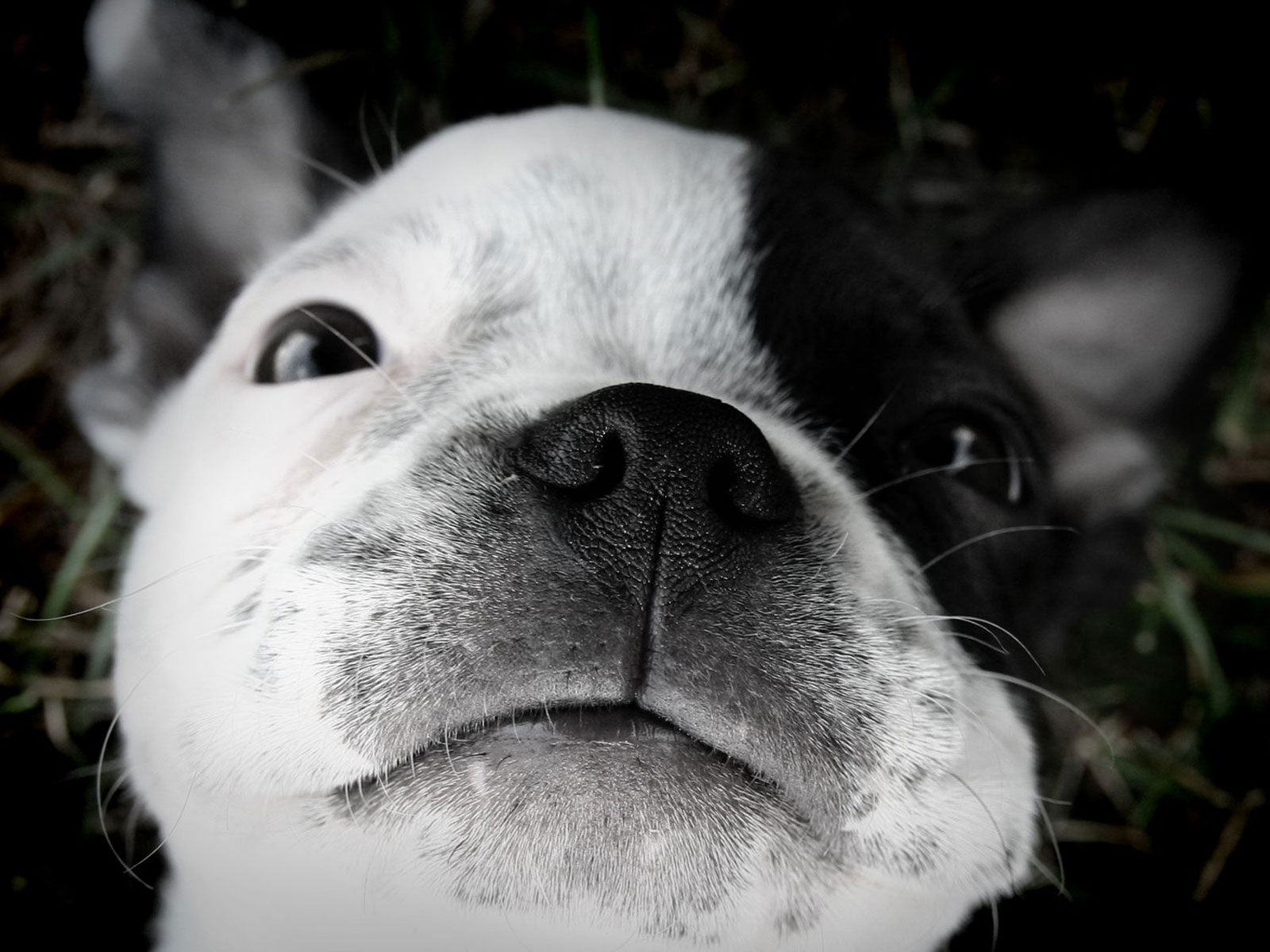 Black And White Boston Terrier Dog Photo Wallpaper Beautiful