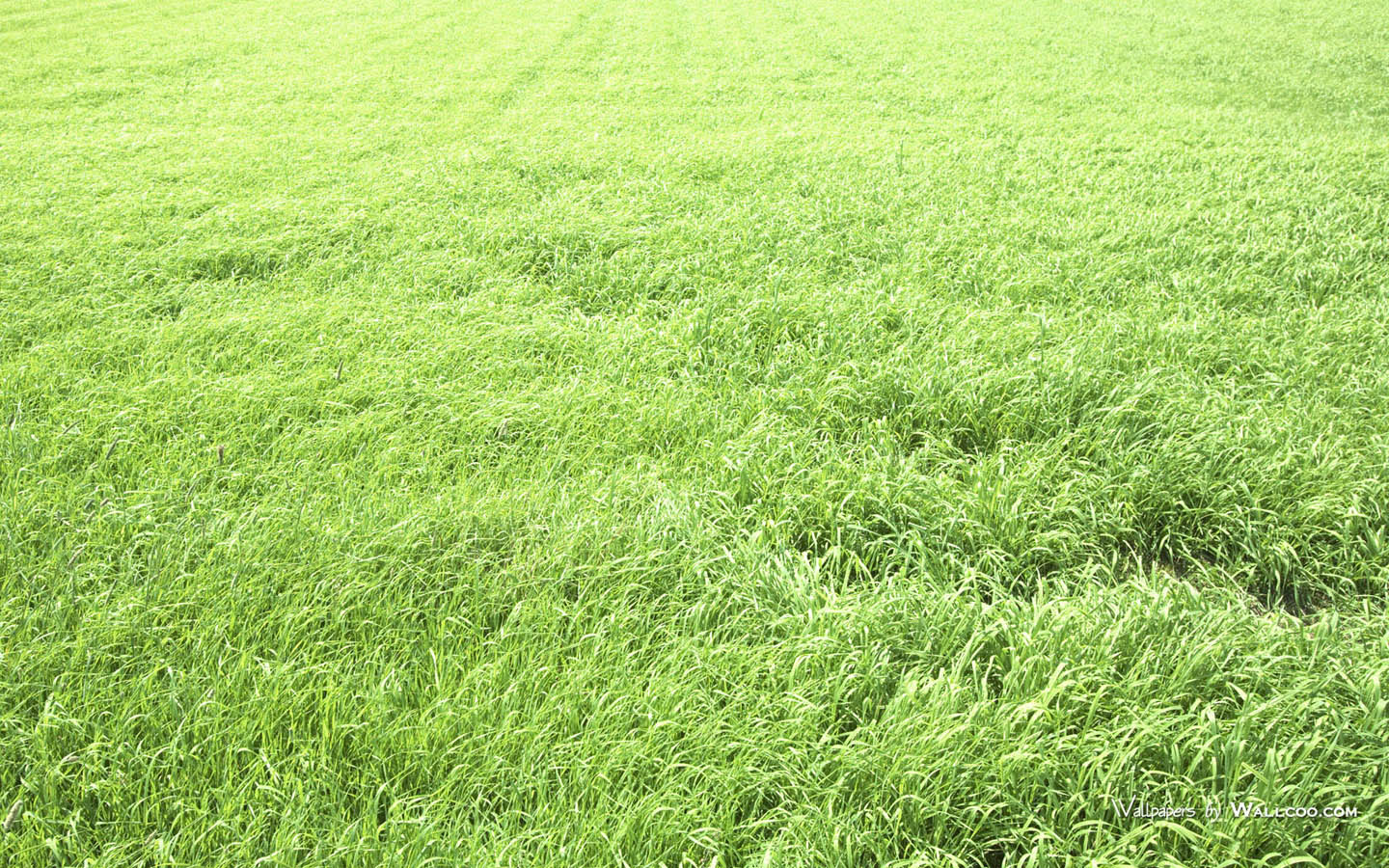 Summer Grassland Landscapes Green Widescreen Wallpaper