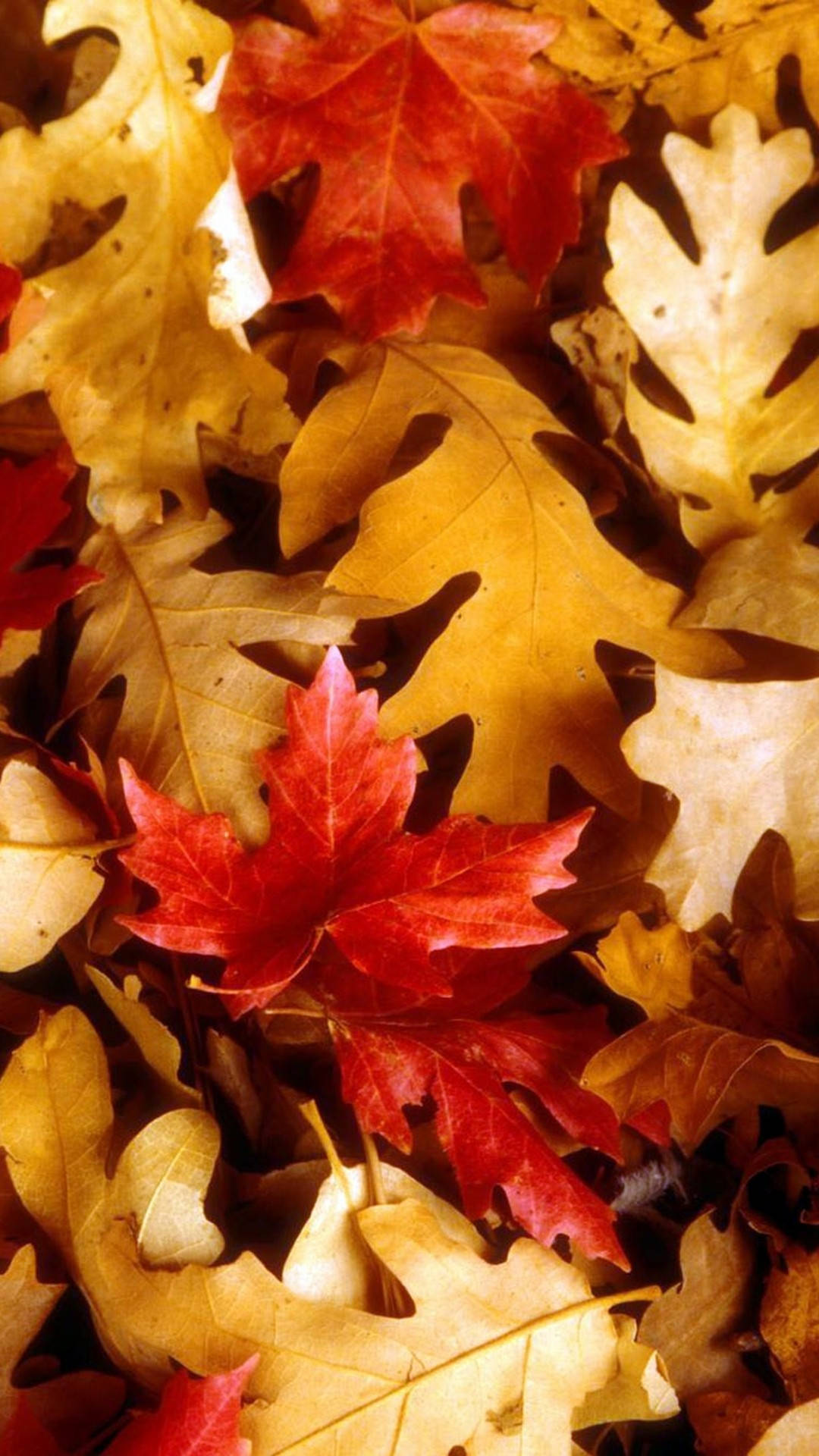 Cute Fall Phone X Wallpaper