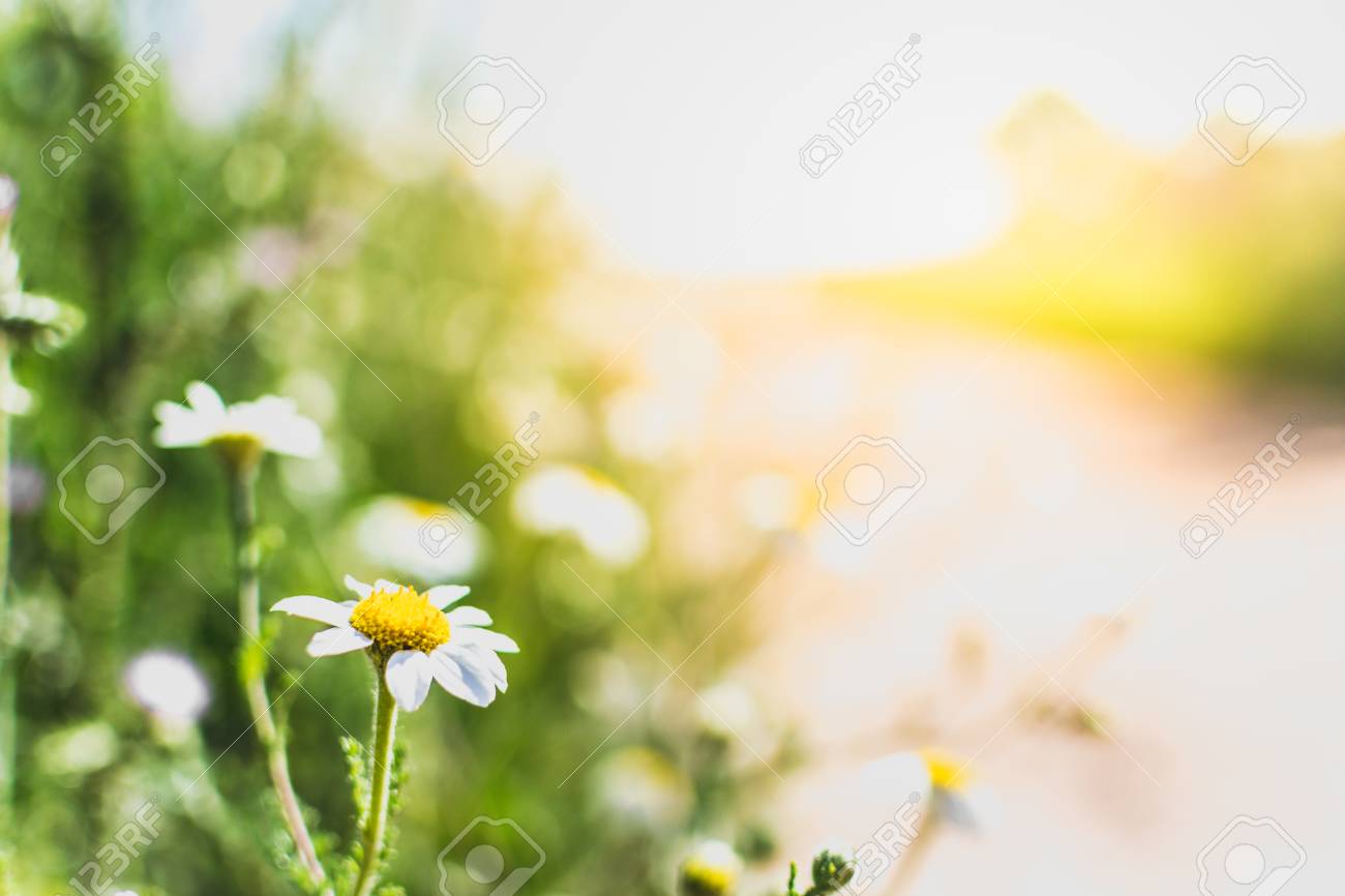 Daisy Flowers By A Path Springtime Background Relaxing