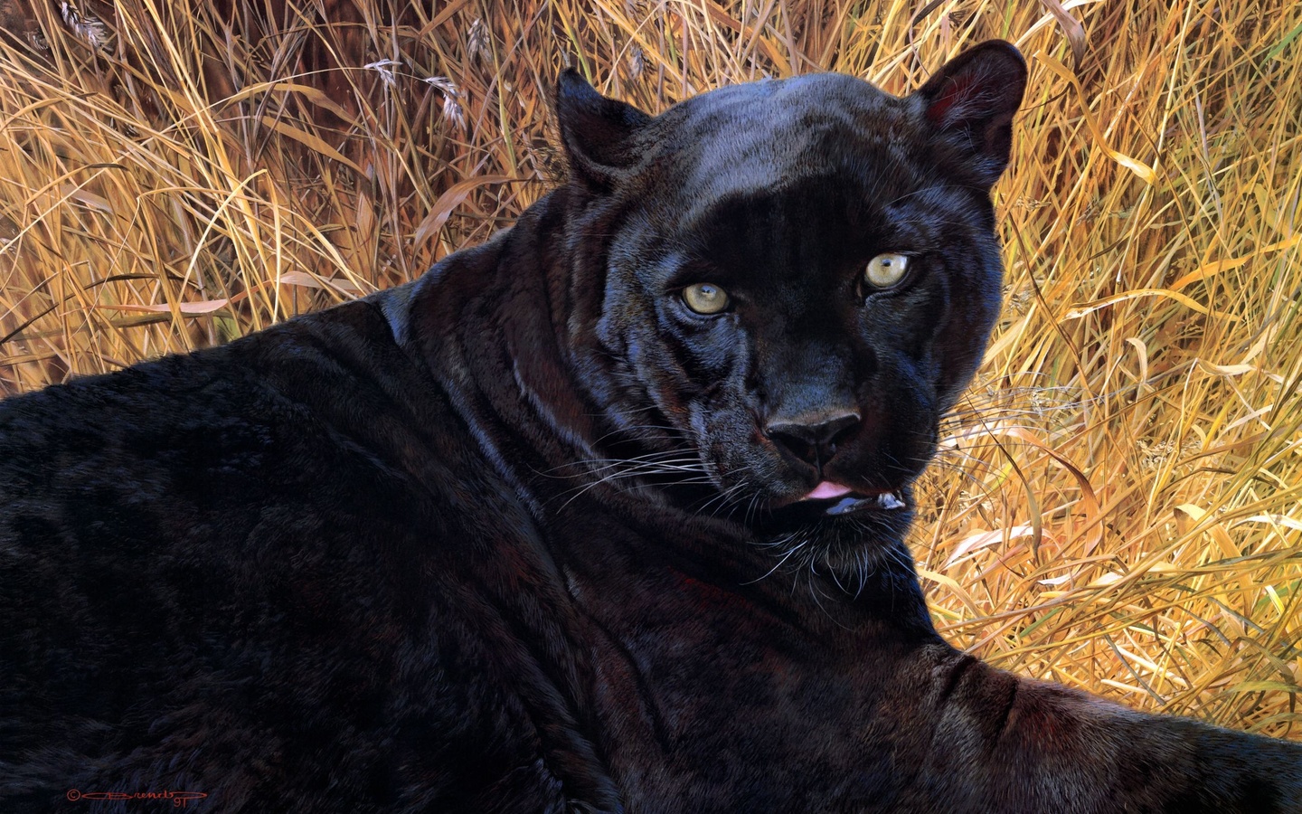 Cat Picture1440x900 With Black Panthercarl Brenderssolomiotic