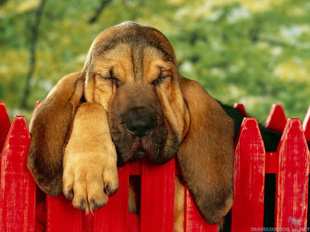 You Can Find Bloodhound Puppy Dog Wallpaper In Many Resolution Such