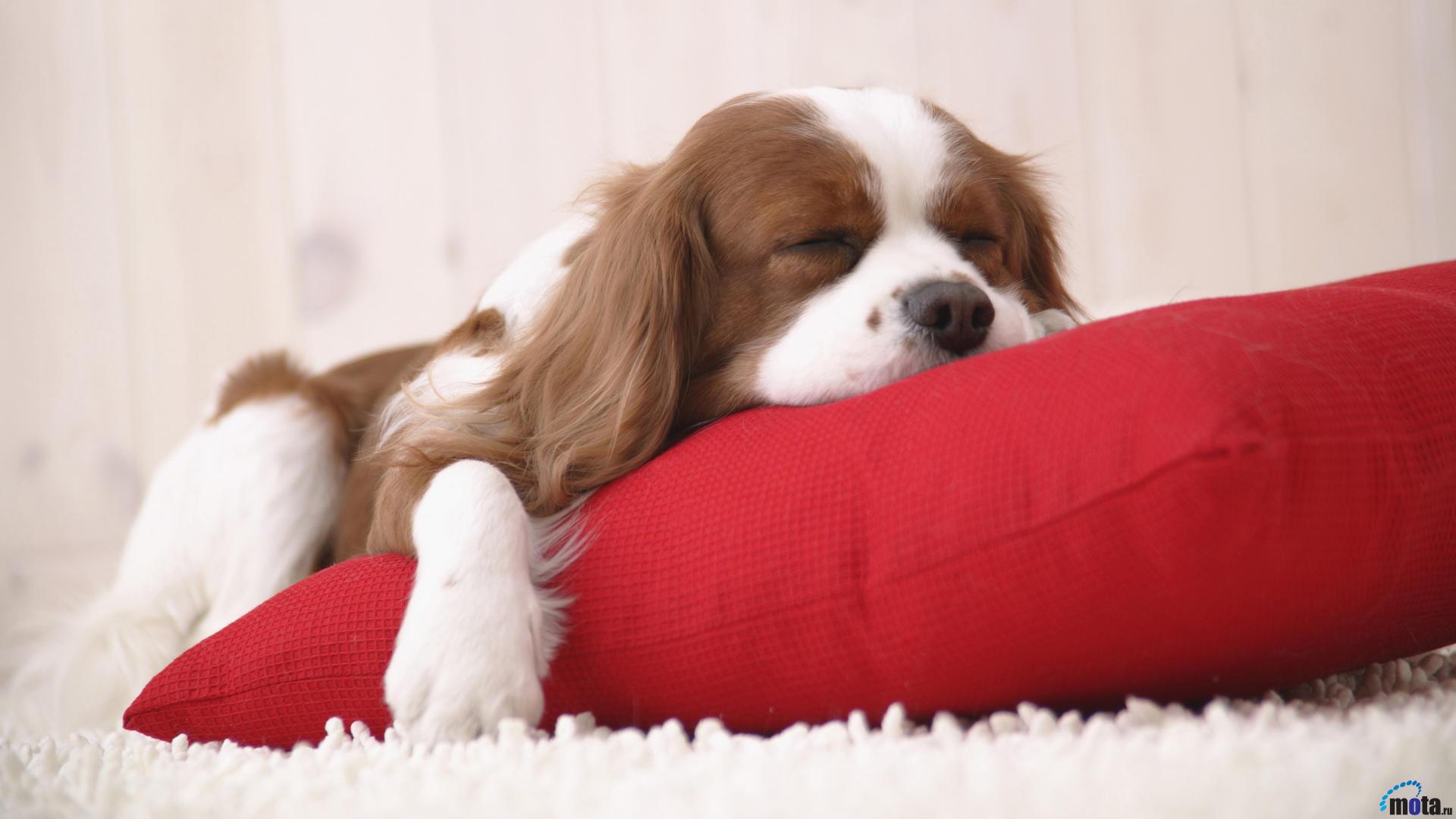 Cavalier King Charles Spaniel Wallpaper