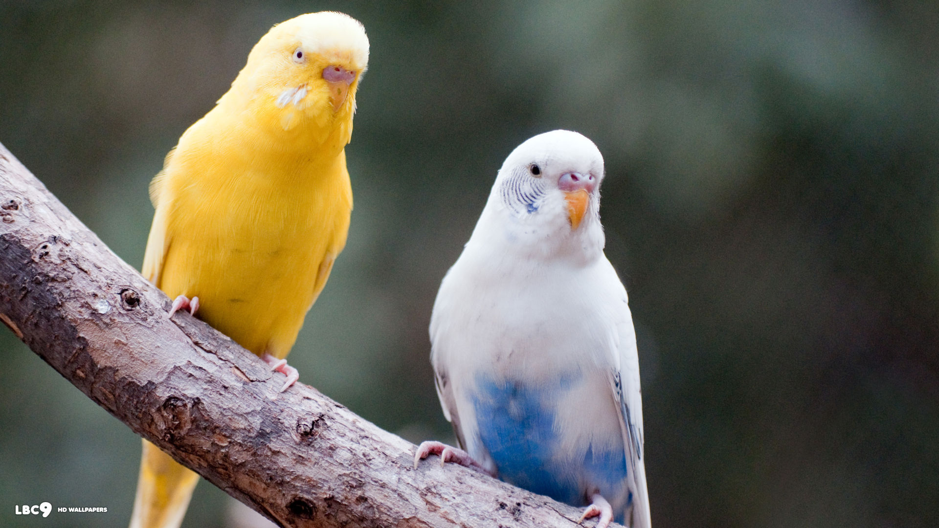 Best Budgie Wallpaper