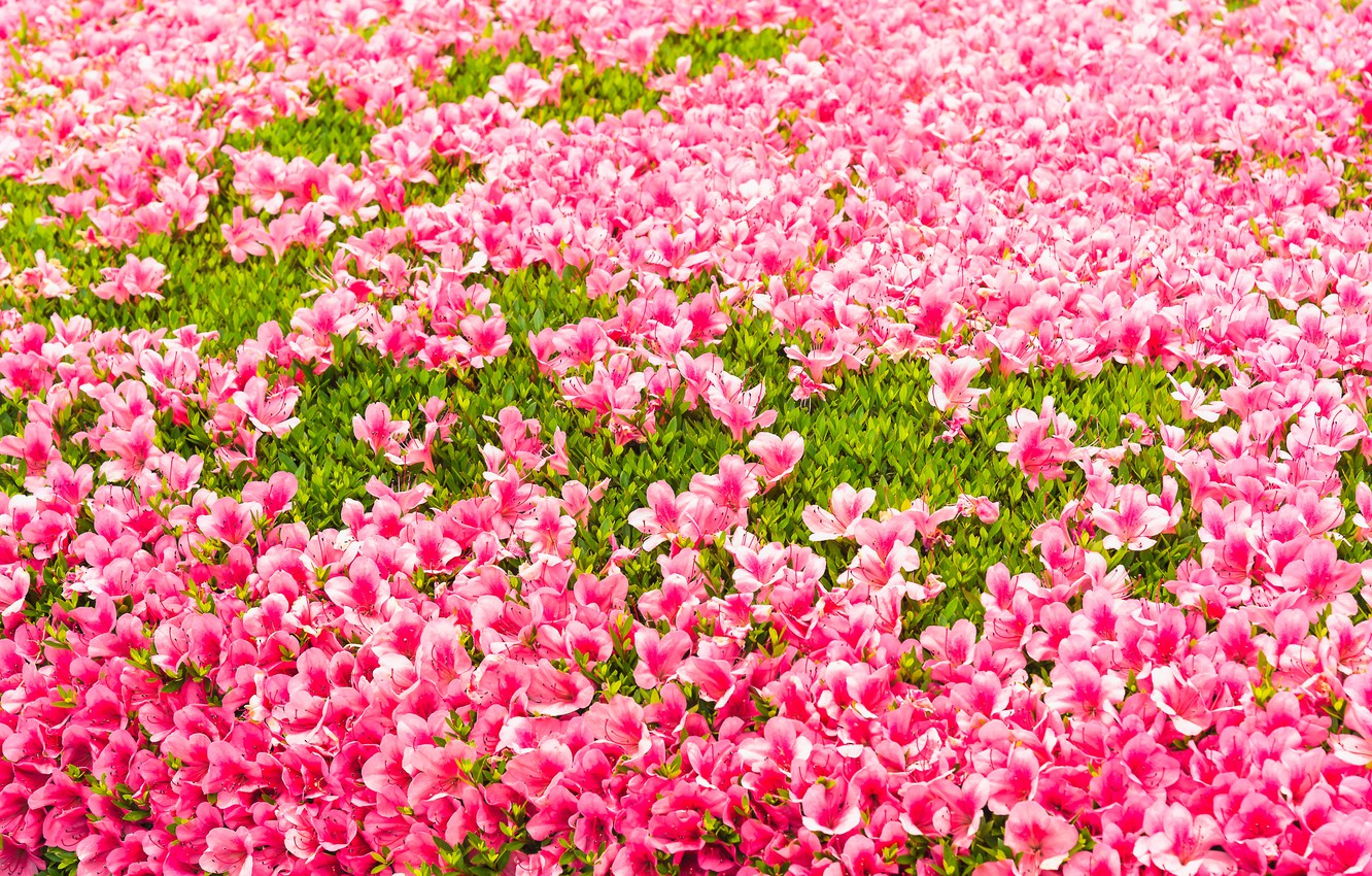 Wallpaper Grass Flowers Background Pink Buds Lawn