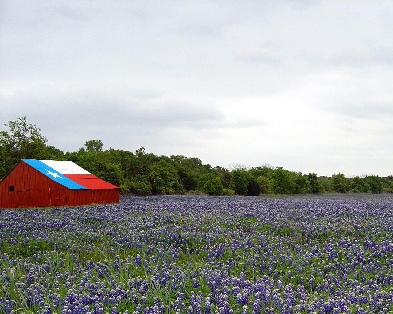 Texas Bluebons