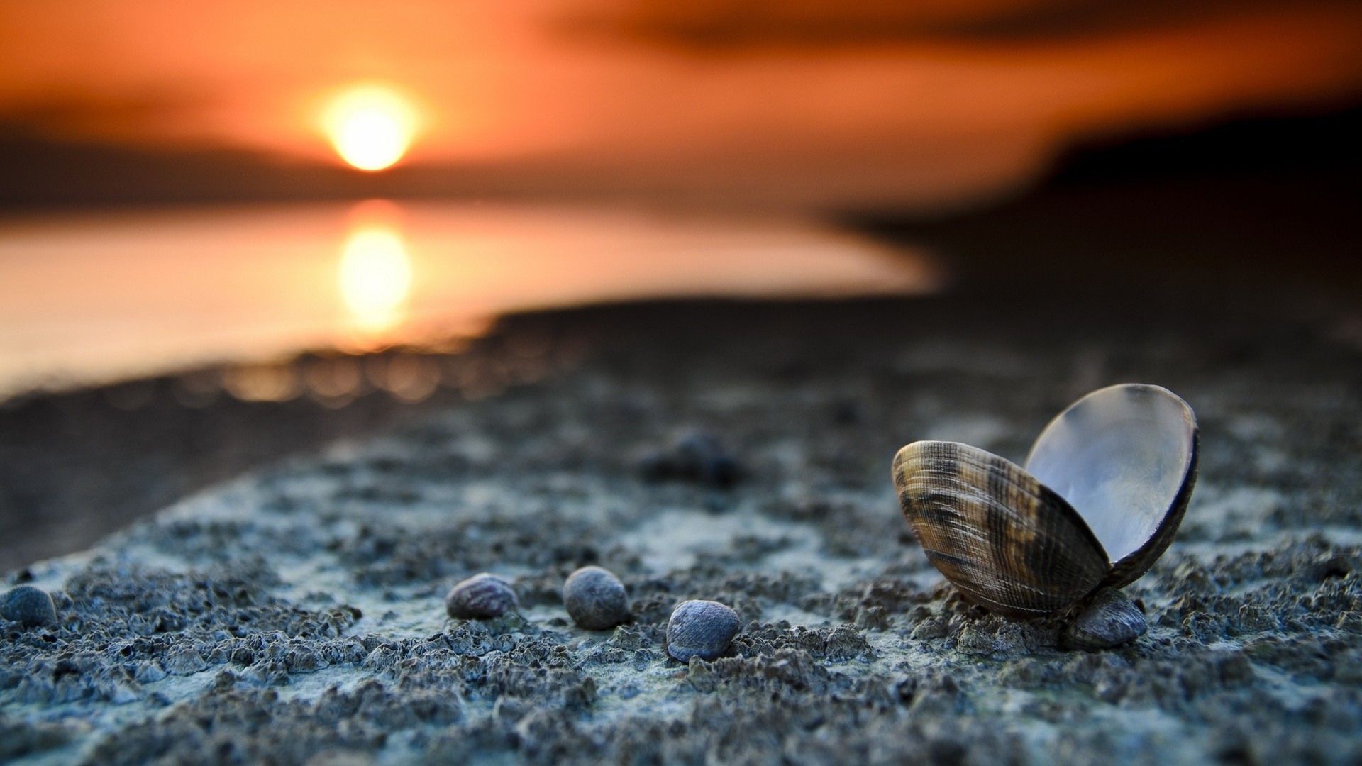 Sea Shells Wallpaper