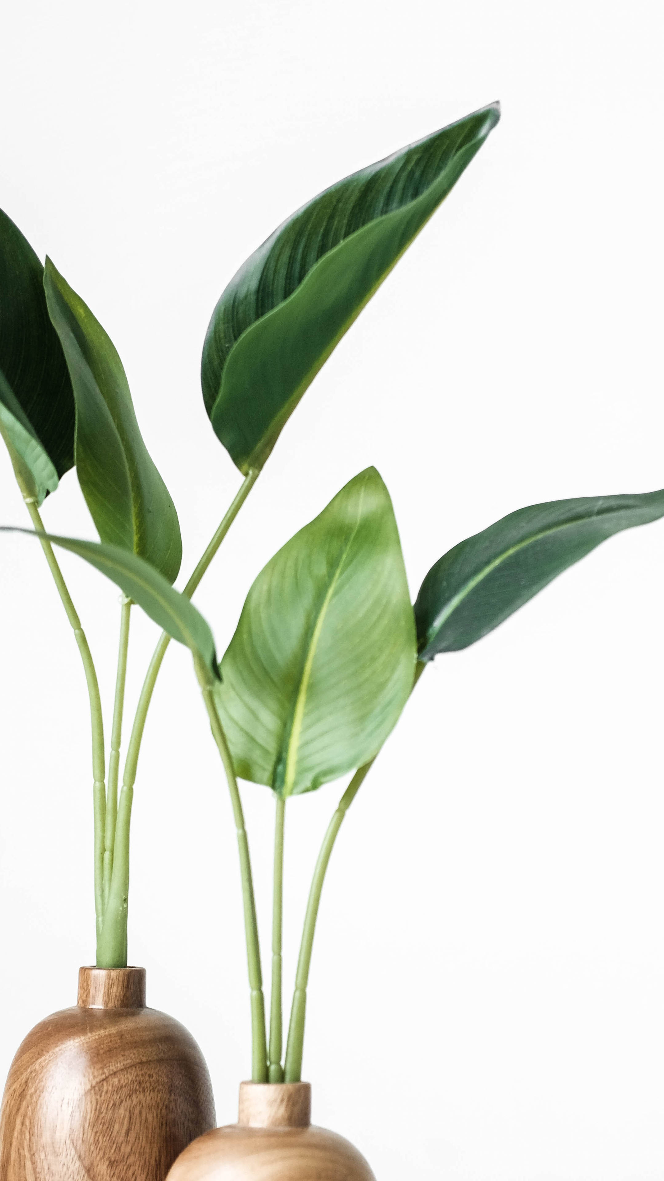 Top Minimalist Plant Wallpaper Full HD 4k To Use