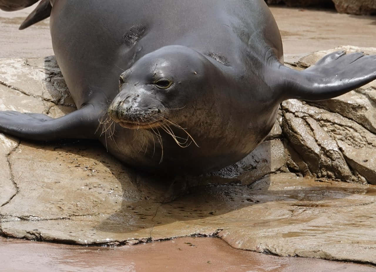 Monk Seal Wallpaper