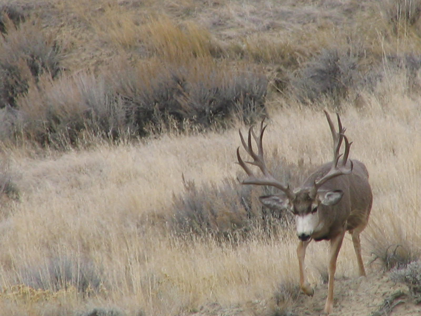 Wyoming Buck Monstermuleys