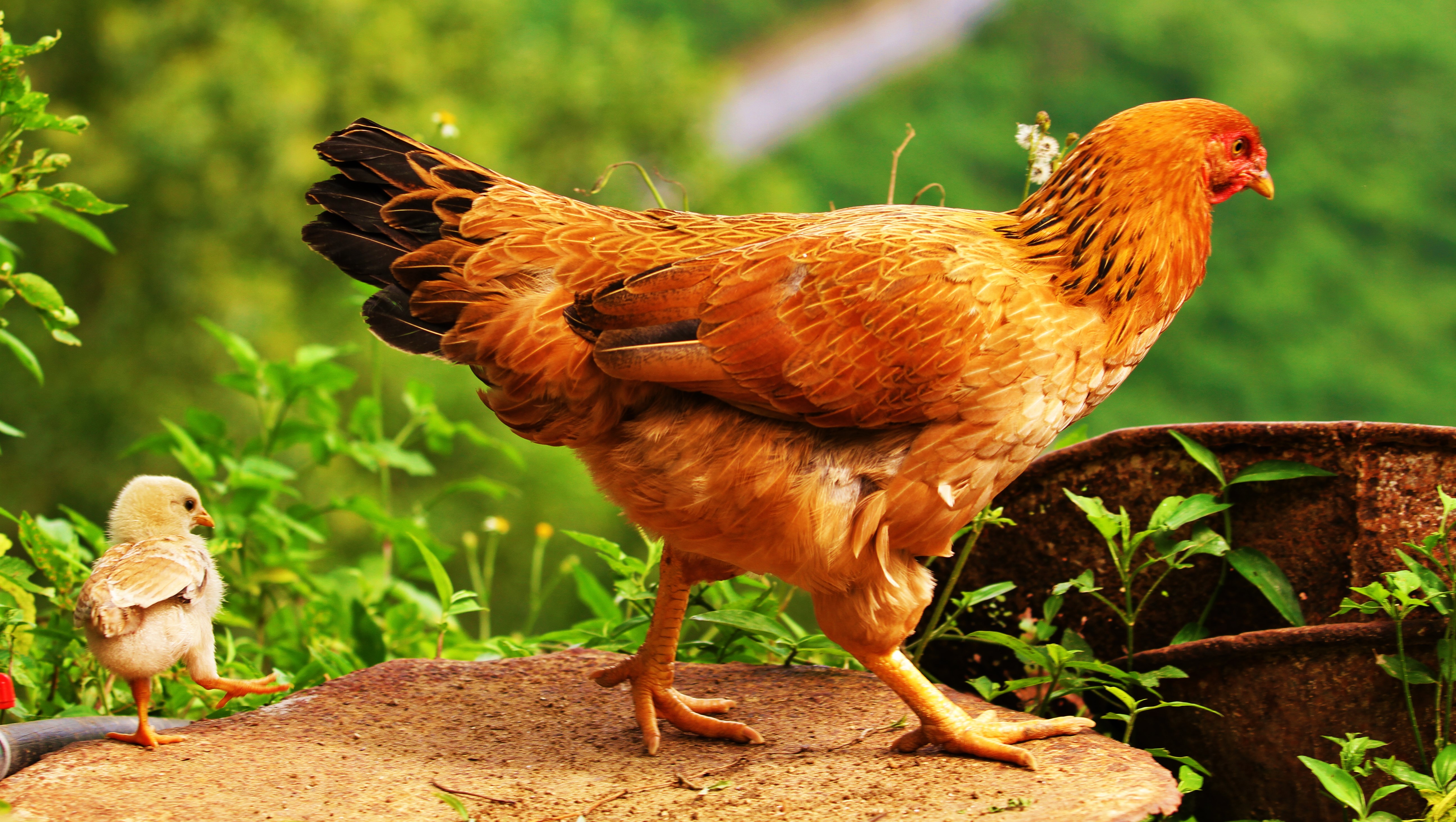 Chicks 5k Retina Ultra Papel De Parede HD Plano Fundo