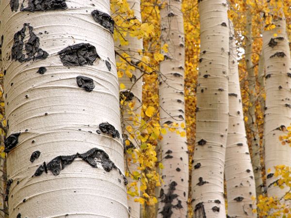 Tree Pattern Photos Trees Wallpaper Gallery    National Geographic 600x450