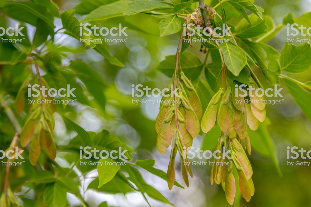 Springtime Background With Copy Space Of Ash Tree Seeds Closeup