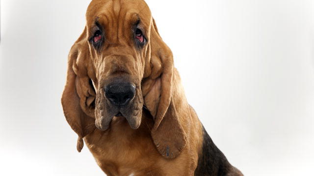Bloodhound Wallpaper ImgHD Browse And