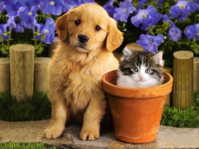 Picture Cute White Cat With A Brown Dog And Puppy