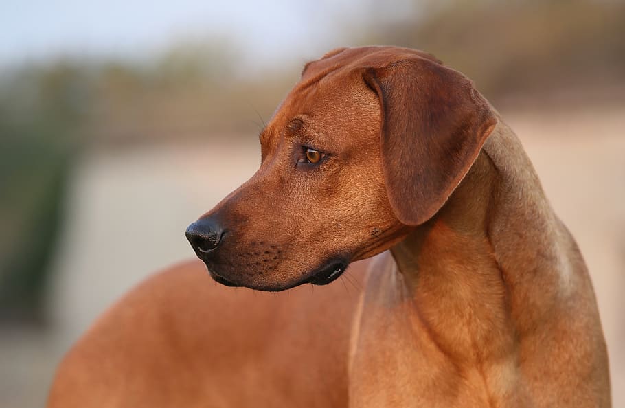 HD Wallpaper Dog Ridgeback Pet Head Eyes Rhodesian Portrait