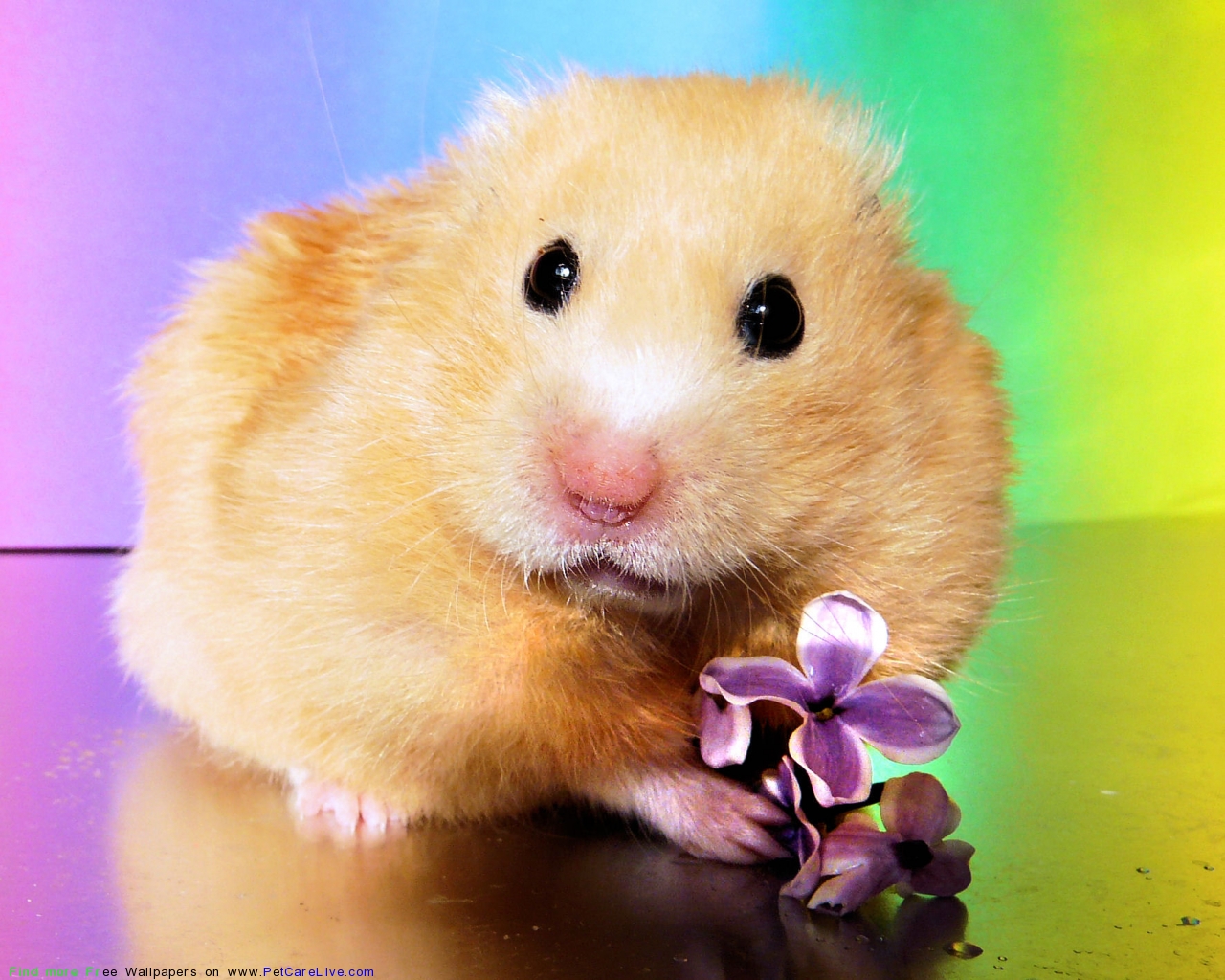 The Hamster Puter Wallpaper Pictures For Pc