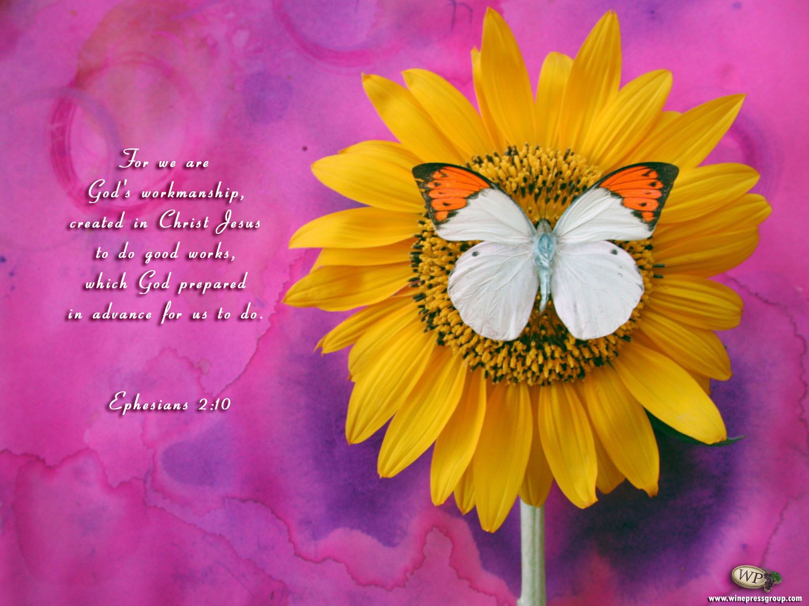 Butterfly Quotes Wallpapers  Top Free Butterfly Quotes Backgrounds   WallpaperAccess