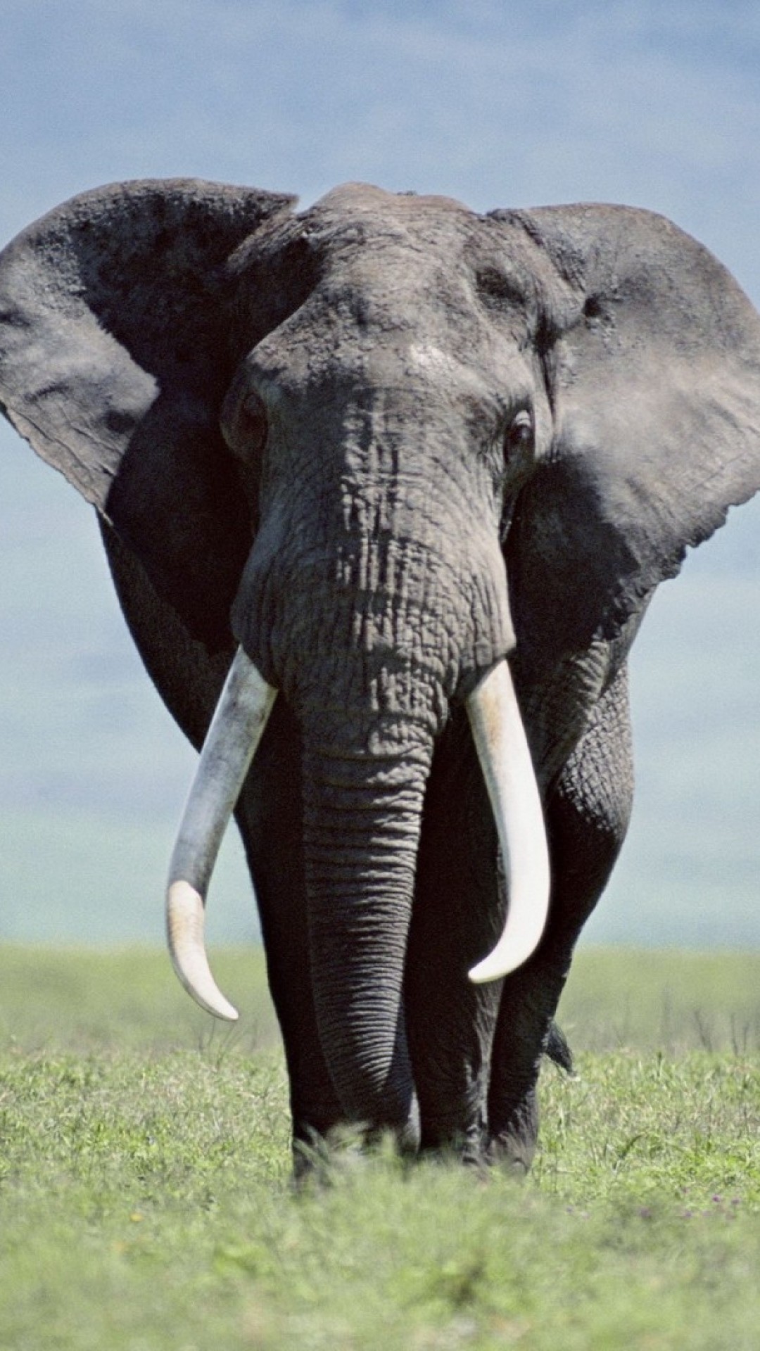 Elephant iPhone Wallpaper