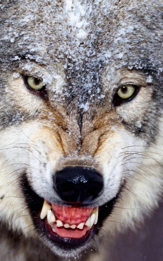 Wolf Live Wallpaper Android Apps On Google Play