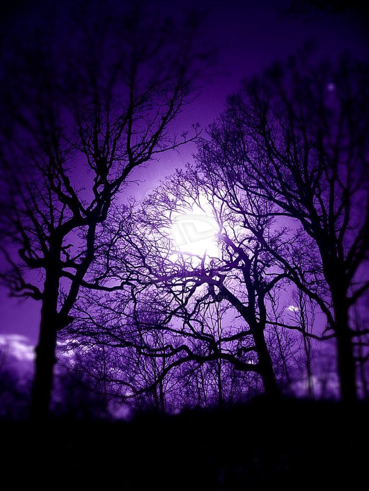 Creepy Trees From Mobile Phone Background Tree Wallpaper