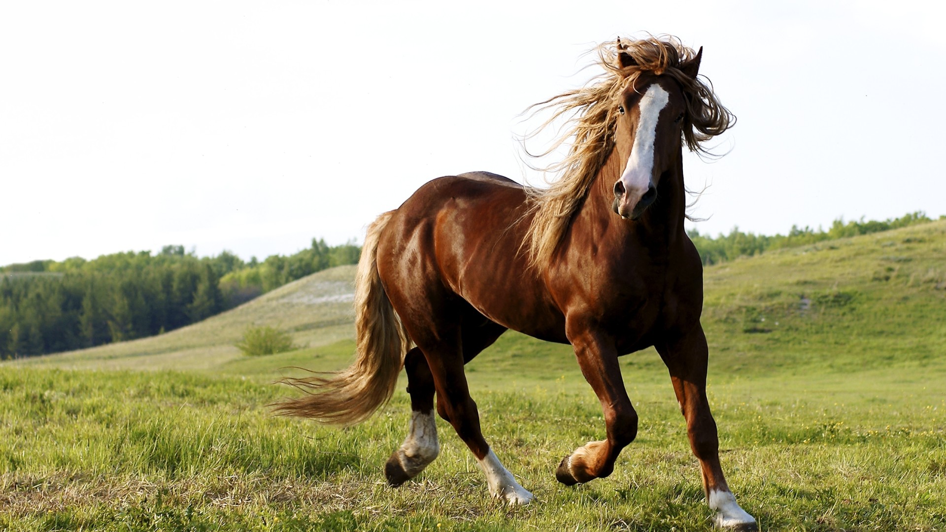 Horse Riding Brown Running On The Field HD