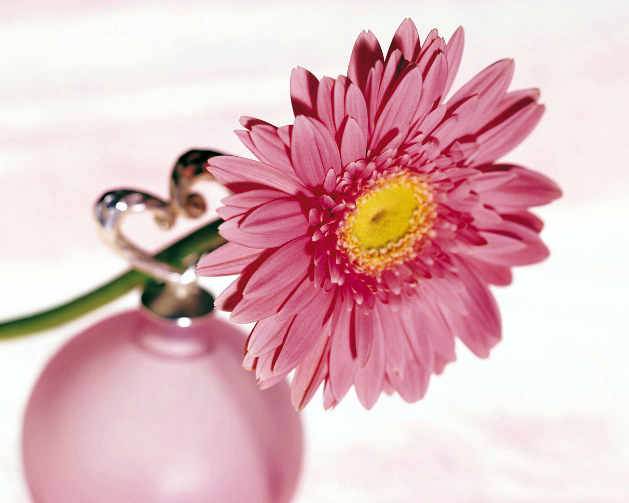 Gerber Daisy Wallpaper S Directory Photo And
