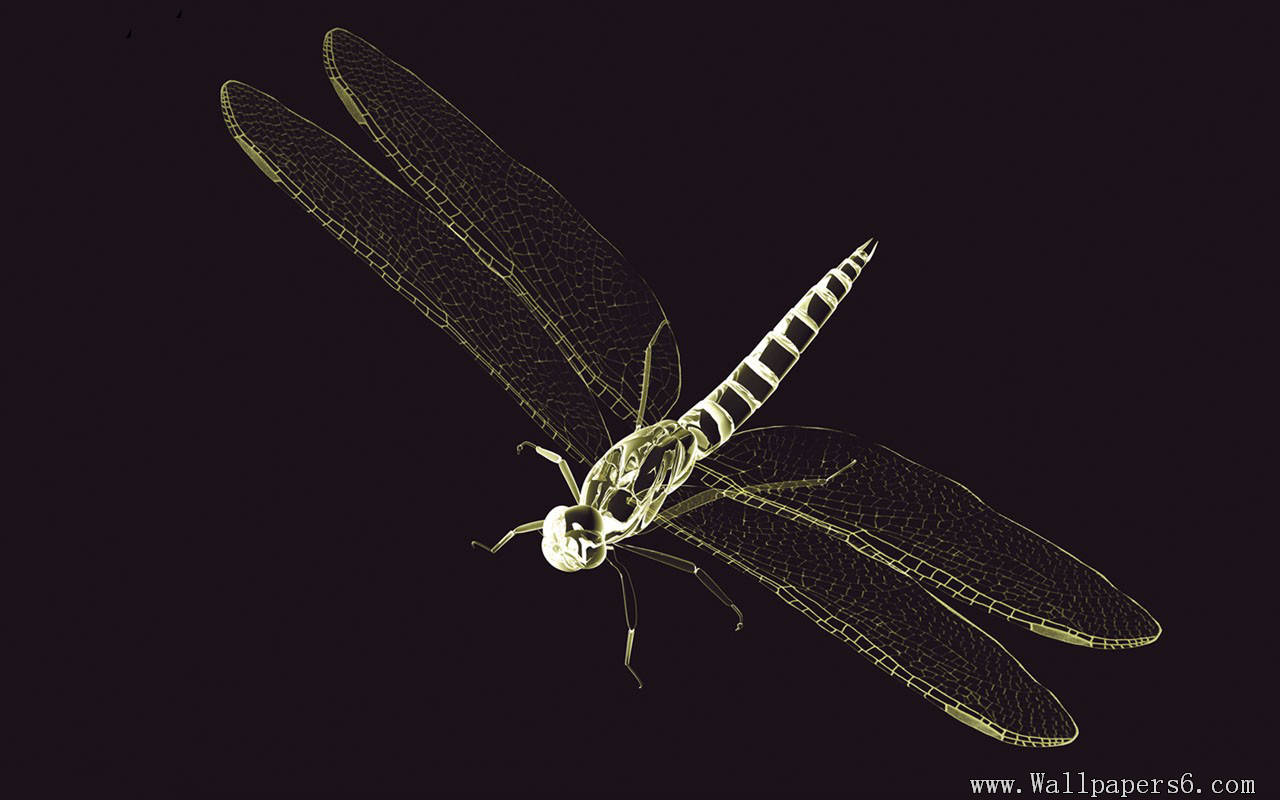 Wallpaper X Ray World Dragonfly