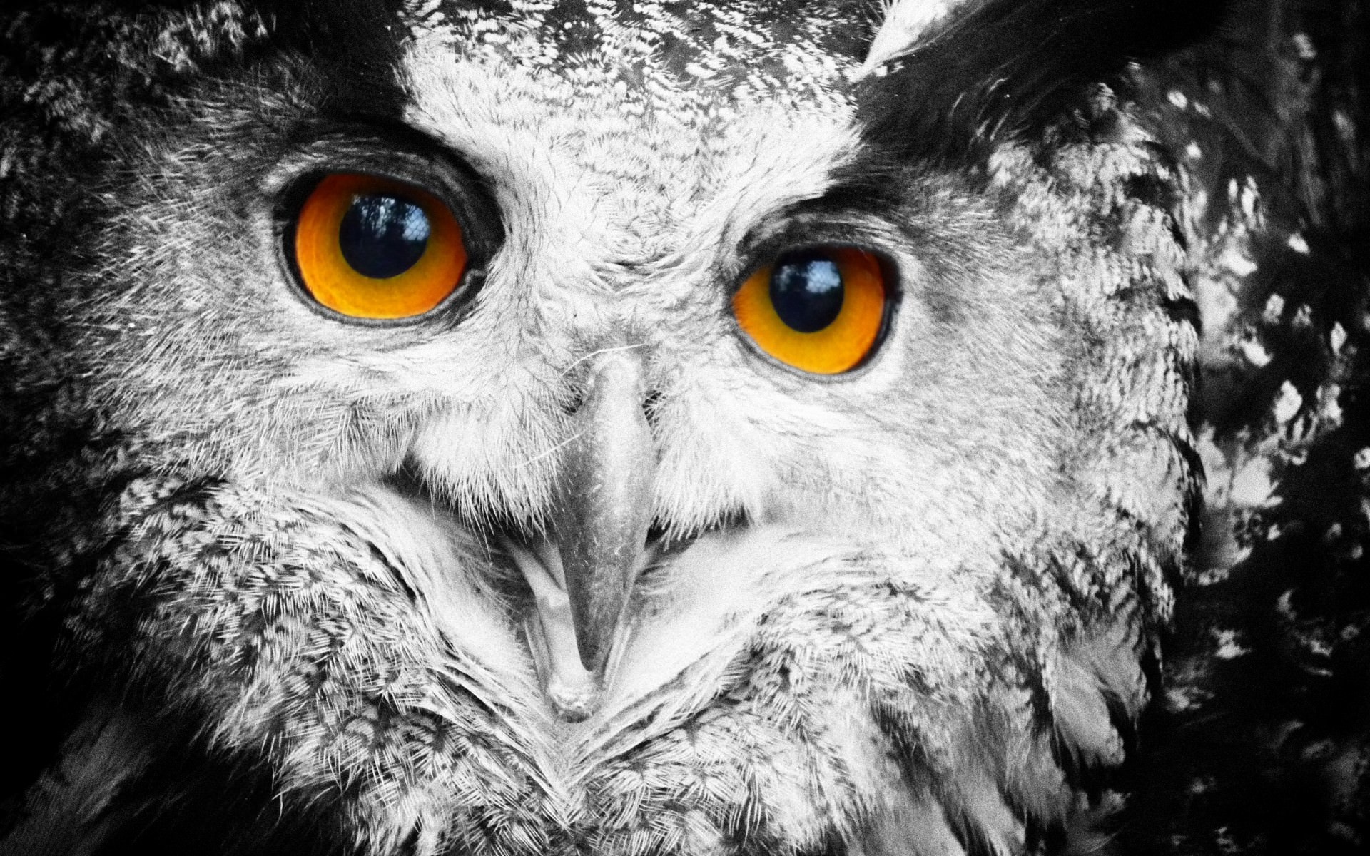 Owl Eyes HD Wallpaper Animals Wallpapers