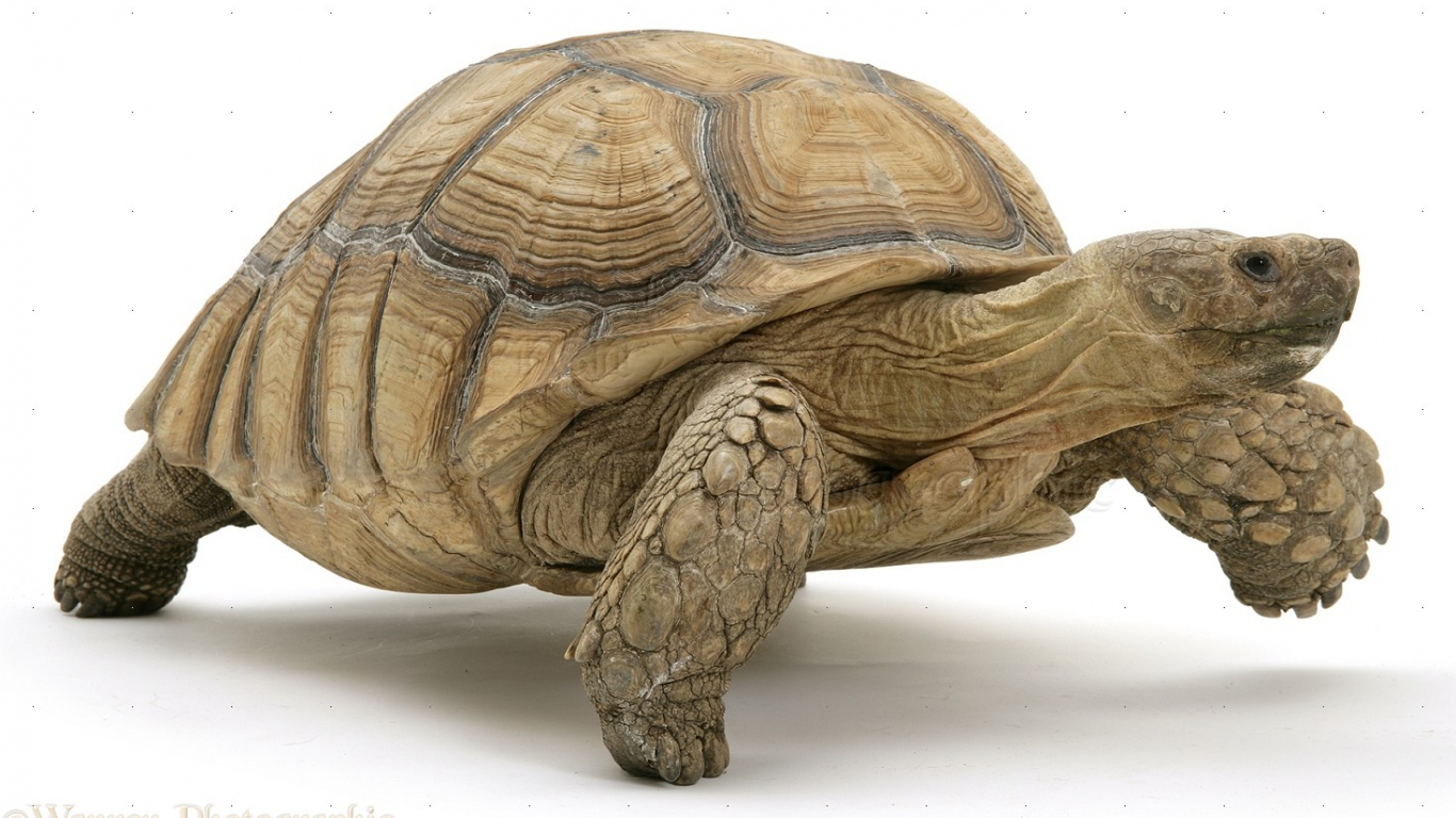 Wp17217 African Giant Tortoise Testudo Sulcata