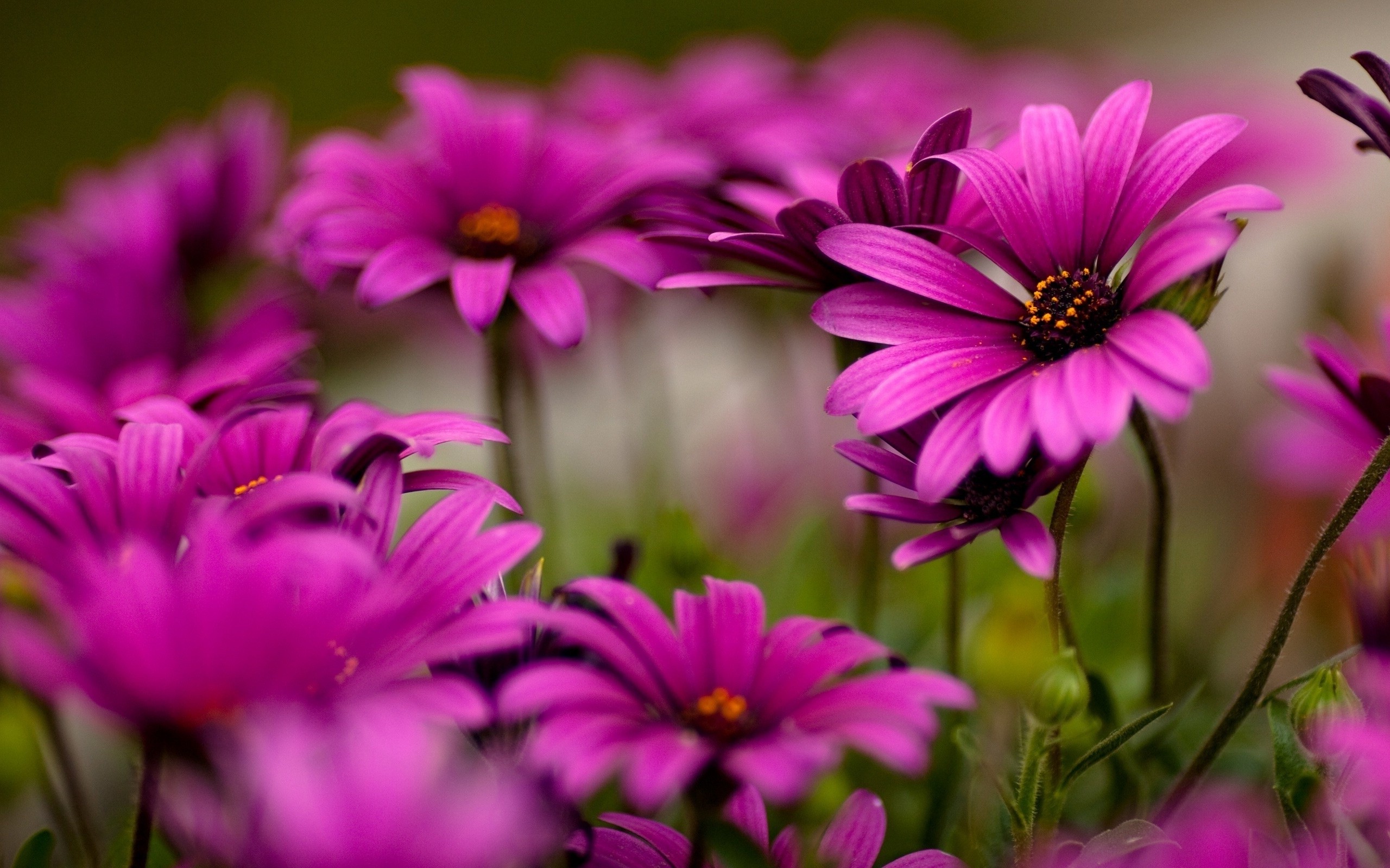 Nature Flowers Wallpaper HD
