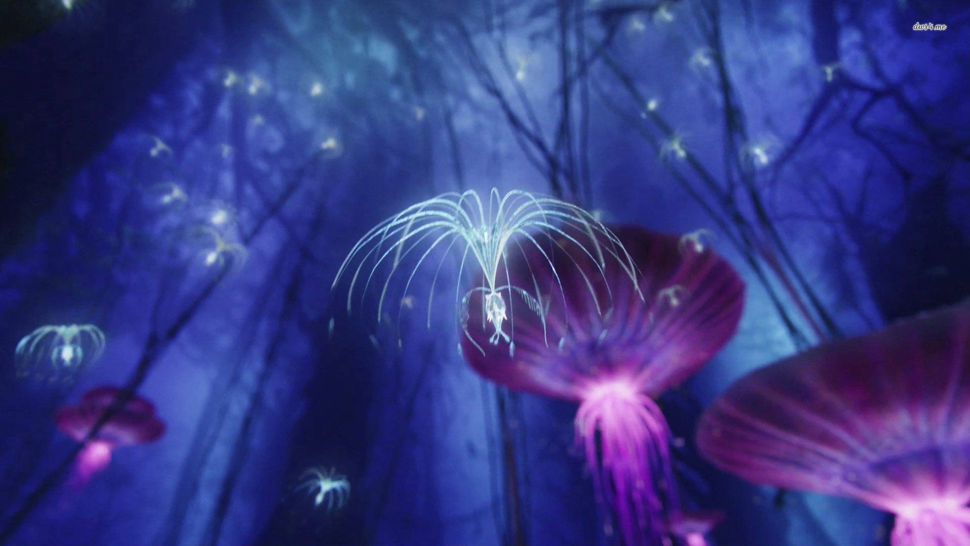 Avatar Pandora Creatures Znul0v6pz5hqssr0 Wallpaper