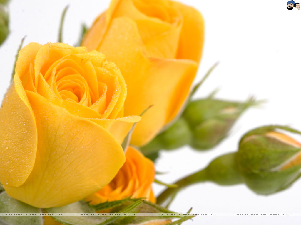 Download Free Download Fantastic Hd Wallpapers Collection Yellow Rose Flower 1024x768 For Your Desktop Mobile Tablet Explore 77 Yellow Rose Flower Wallpaper Rose Flowers Wallpapers Free Download Yellow Flowers Wallpaper