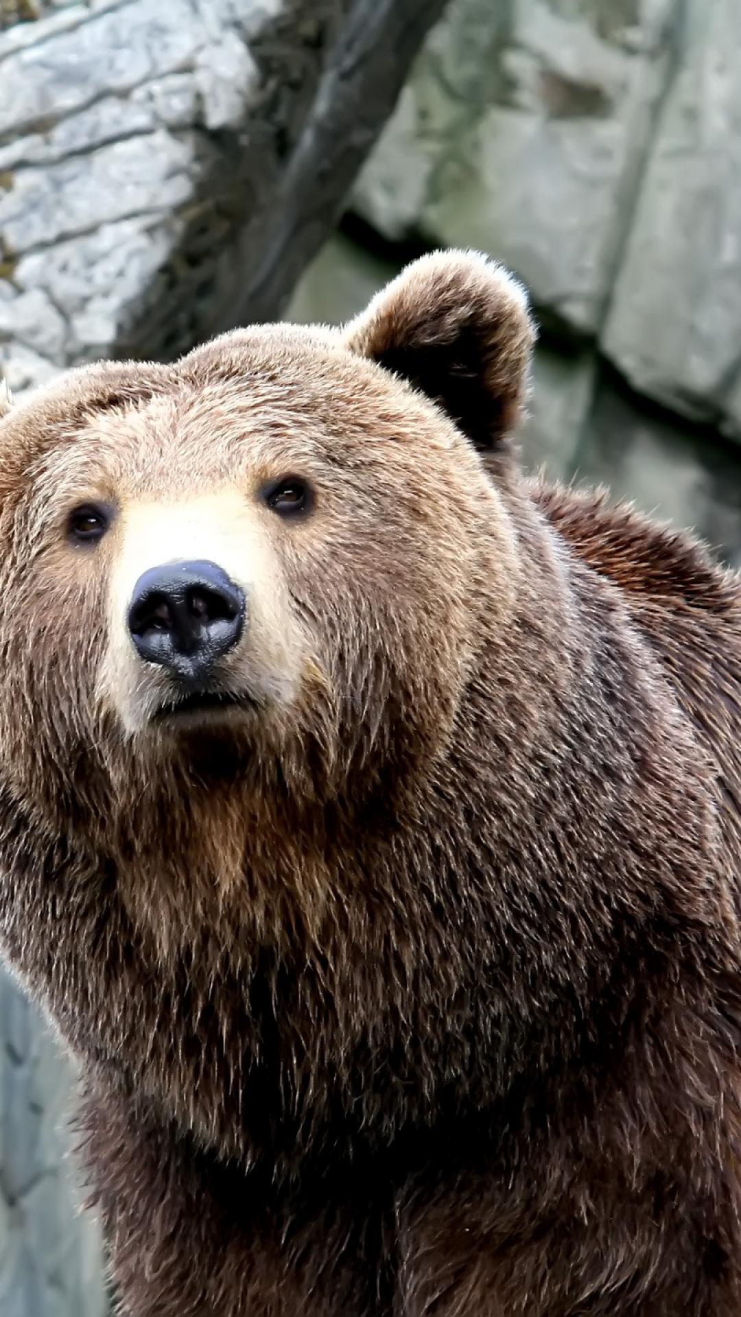 Grizzly Bear HD Animals iPhone Plus Wallpaper