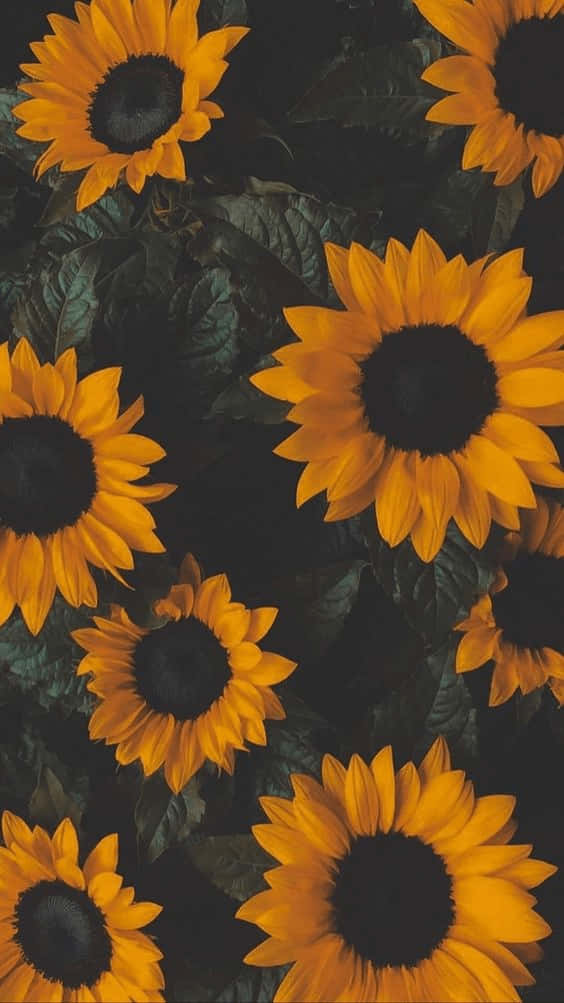 It S A Bright And Sunny Day With Beautiful Yellow Sunflower Wallpaper