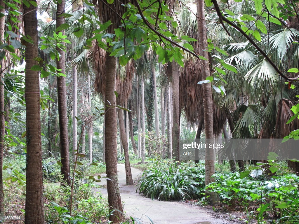 A Picture Taken On November In Algiers Shows The Jardin