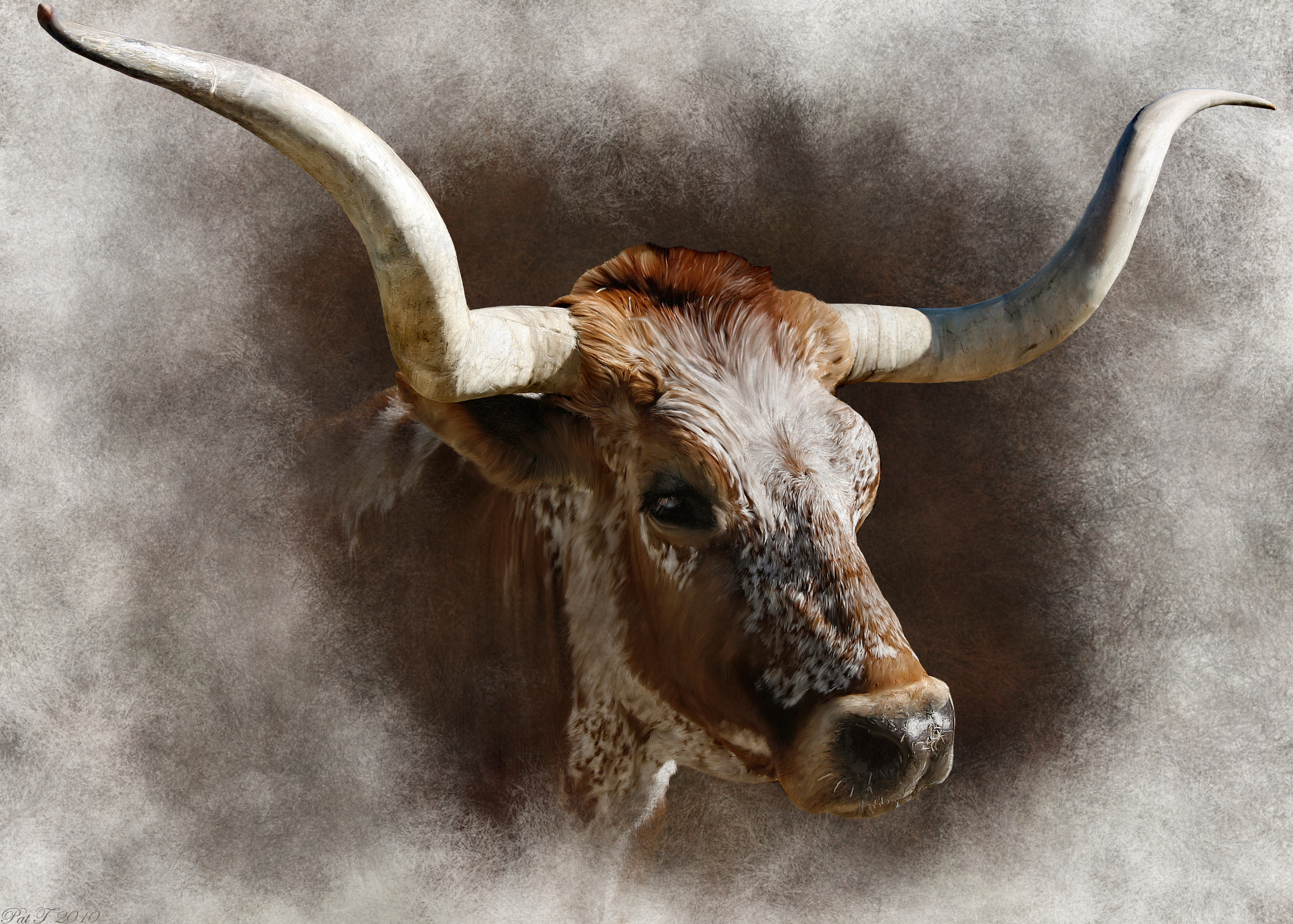 Longhorn Cattle Wallpaper - WallpaperSafari