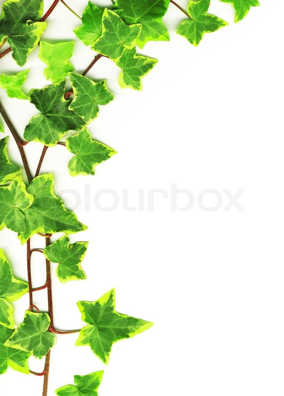 Free download Green Ivy Leaf Leaves Vine Country White Background Wall