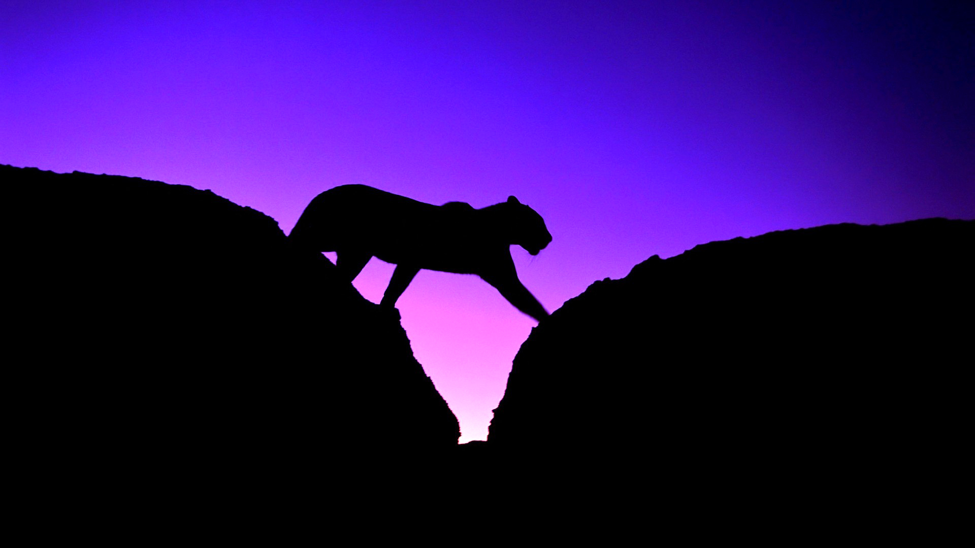 Wallpaper cougar panther silhouette cat sky sunset wallpapers