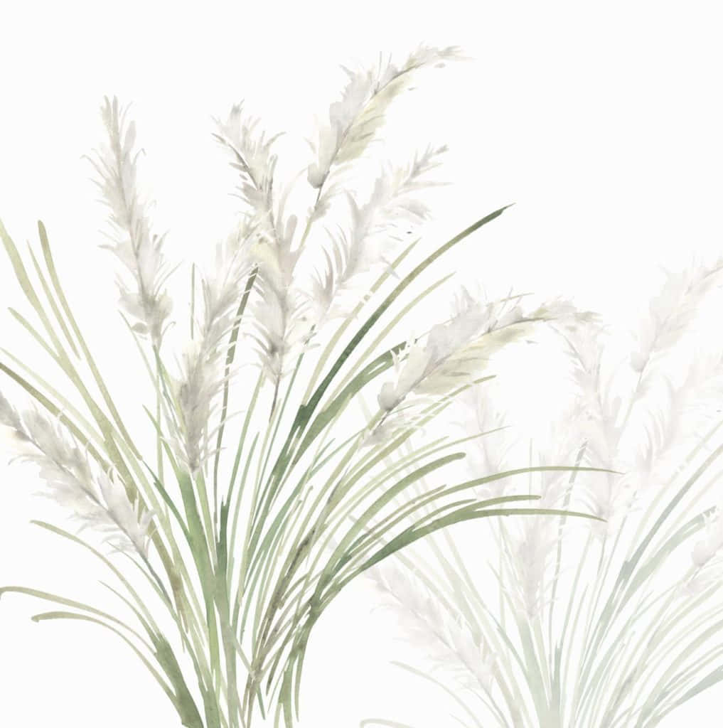 Pampas Grass Background Wallpaper
