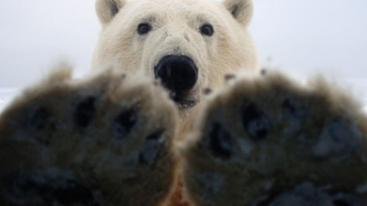 Wildlife Art Polar Bear