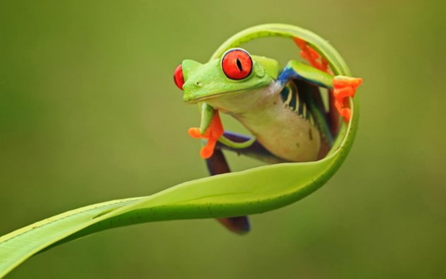 Frog Animals Wallpaper