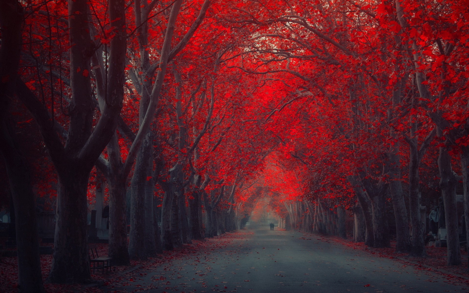 Red Trees HD Wallpaper