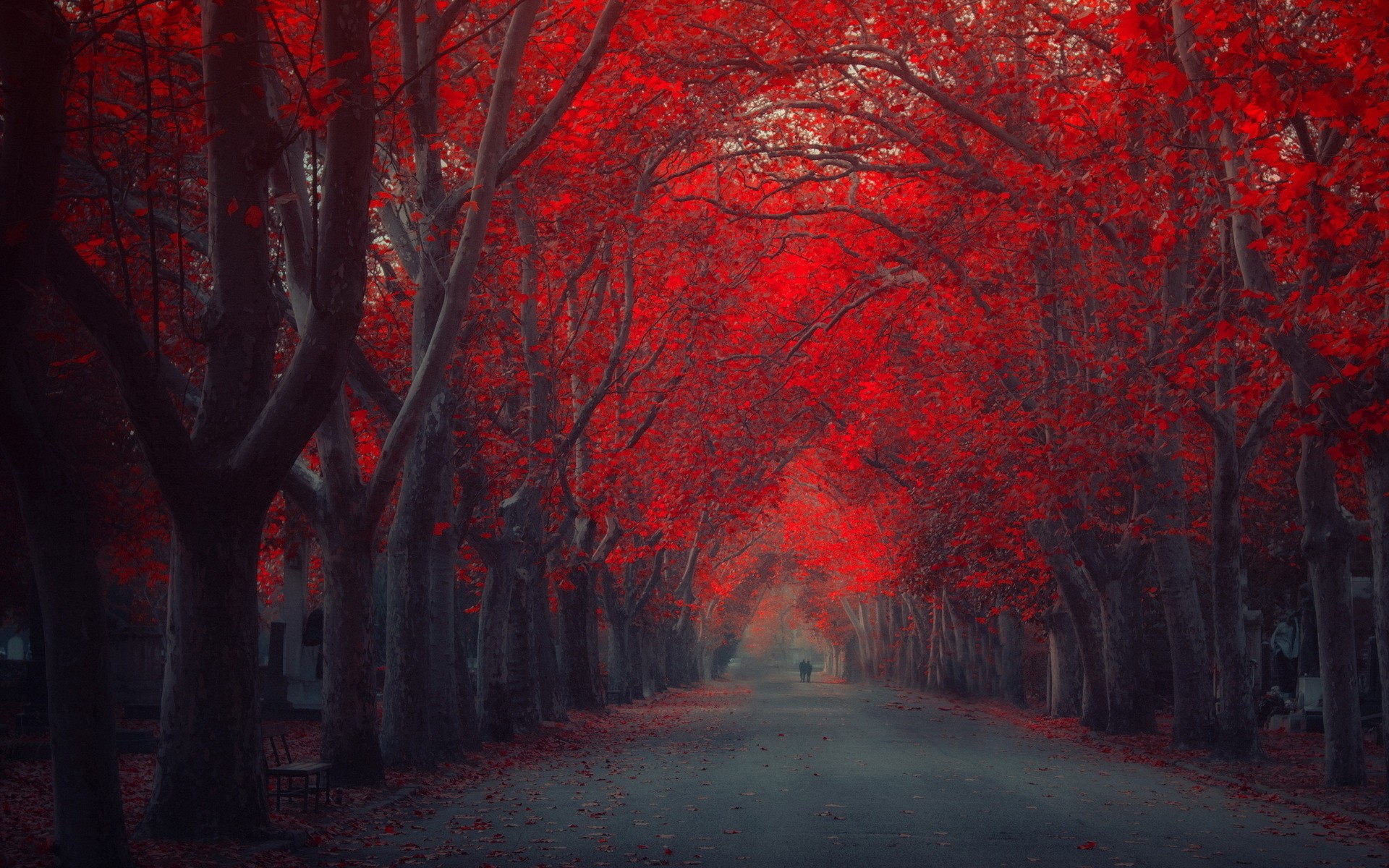 Trees Red Black Wallpaper